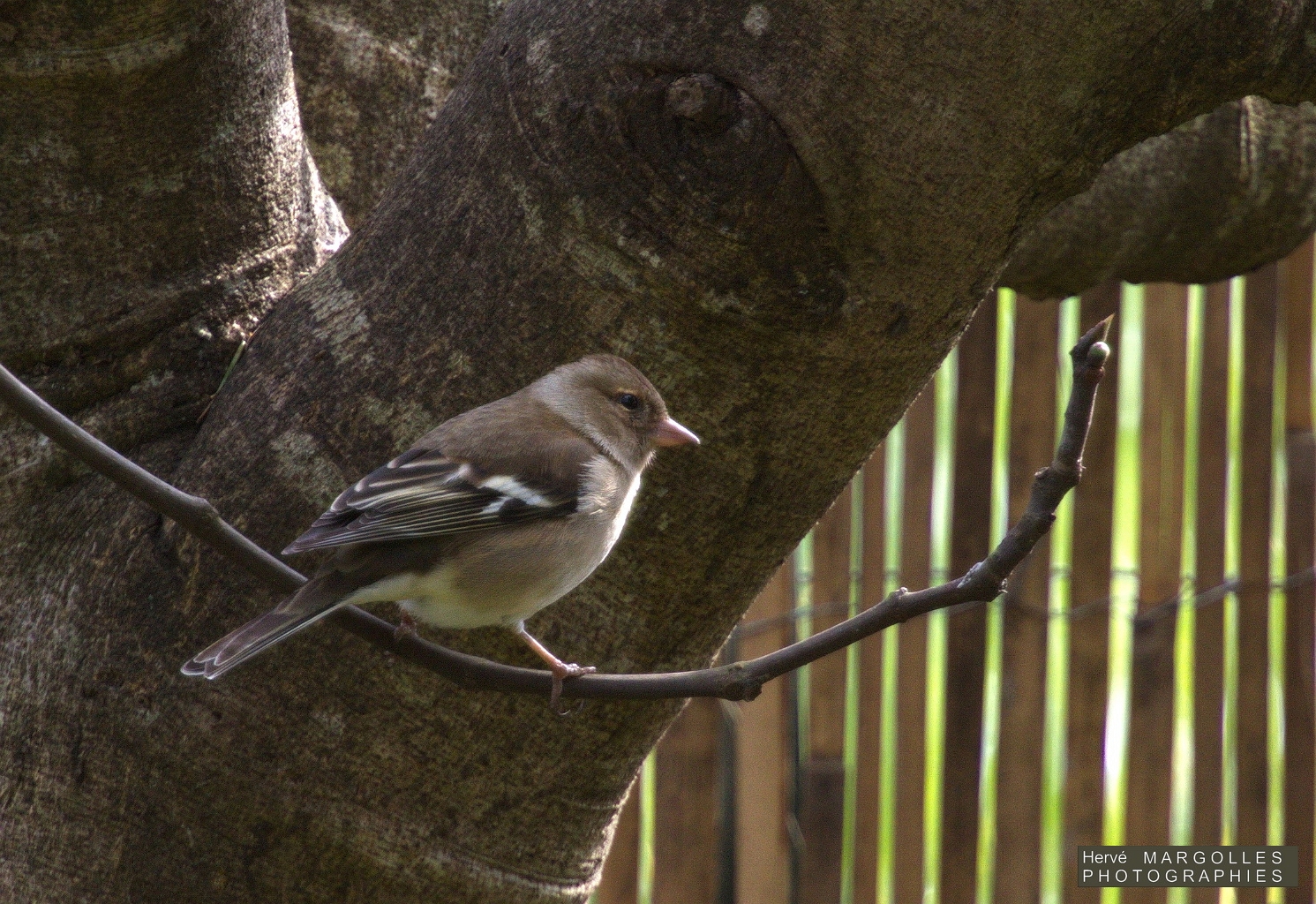 Pinson des arbres-02.jpg